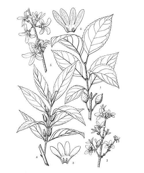 Natural compounds from  Forsythia suspensa